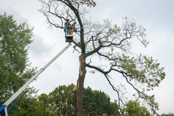 How Our Tree Care Process Works  in  Albany, KY